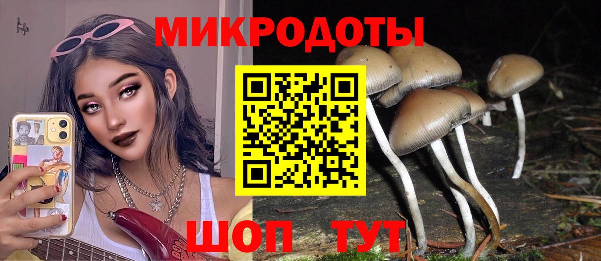 Псилоцибиновые грибы Psilocybe Гурьевск